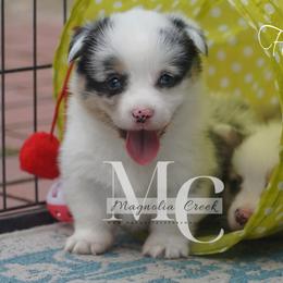 American Corgi and Pembroke Welsh Corgi Puppies from Magnolia Creek Corgis