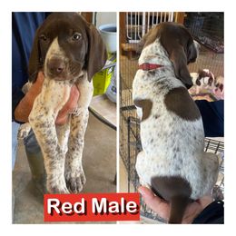 Names by collar - Liver and white male German Shorthaired Pointer puppy in Beaverdam, Virginia from Harts Hill Kennel