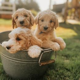 Goldendoodle Puppies from J+A Family Doodles