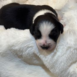 Paprika - Black tri-color female Australian Shepherd puppy in Beaverdam, Virginia from Cimmarun Farm Aussies