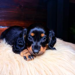 Lyra - Black and tan female Dachshund puppy in Washburn, Tennessee from Clinch Mountain Dachshunds