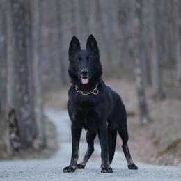 Afra - German Shepherd