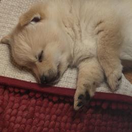 Sheba - Cream female Schipperke puppy in Alcester, South Dakota from Dakota Dreamin Schipperkes