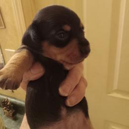 Girl 3 - Black and tan female Dachshund puppy in Warrenville, South Carolina from Sherman's Dachshunds