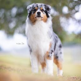 Australian Shepherd All Grown Up from Blossom Hill Aussies
