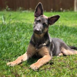 German Shepherd Puppies from K & Q Shepherds