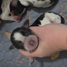 Bridget - Tri-Roan female English Springer Spaniel puppy in Fort White, Florida from Thunderbird Springers
