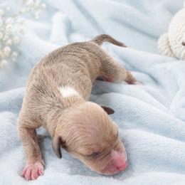 Davenport - White and blue fawn male Italian Greyhound puppy in Jacksonville, Alabama from Adornare Kennels