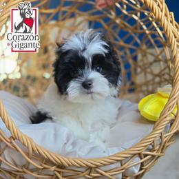 Jinu - Parti male Yorkshire Terrier puppy in California from Corazon de gigante