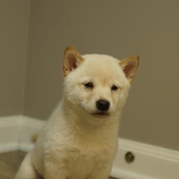 Shiba Inu Puppies from Veronika's Shiba Inus