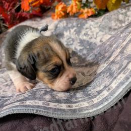 Blue - Black tan and white female Beagle puppy in Vallejo, California from Tailwindfarm