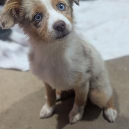 Peaches - Red merle female Toy Australian Shepherd puppy in Brenham, Texas from Stone N Rose Kennels