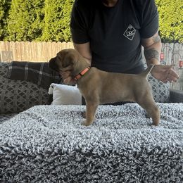 Cane Corso Puppies from PNW Cane Corsos