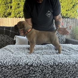 Cane Corso Puppies from PNW Cane Corsos