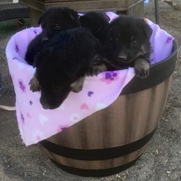 German Shepherd Puppies from War Cry German Shepherds