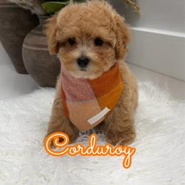 Corduroy - Apricot male Maltipoo puppy in Buford, Georgia from Petite Posh Puppies
