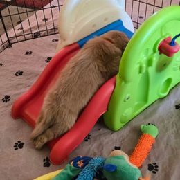 Golden Retriever Puppies from TimberPineGoldens