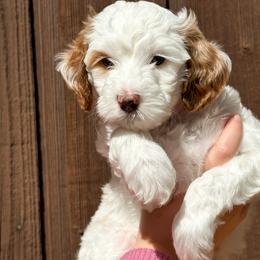 Snow Angel - Parti female Goldendoodle puppy in Florence, South Carolina from Candy Doodles