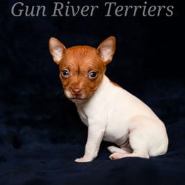 Sable girl 1 - Red white and sable female Rat Terrier puppy in Allegan, Michigan from Gun River Terriers