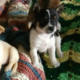 Chihuahuas from Jolley farms