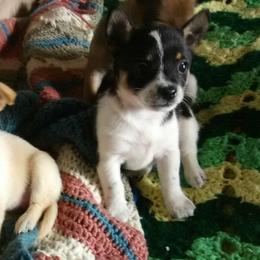 Chihuahuas from Jolley farms