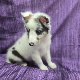 Mauri - Blue merle white and tan male Shetland Sheepdog puppy in Lebanon, Missouri from Sassy's Classy Canines