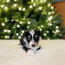 Mike - Black tri-color male Aussiedoodle puppy in Sharpsburg, Georgia from Steindoodles