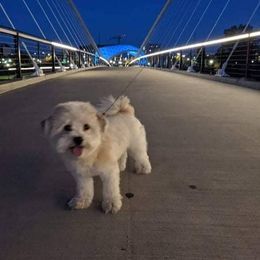 Havanese and Rottweiler Puppies from AKC Rottweilers and Havanese