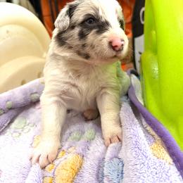 Ella Langley - Slate merle female Border Collie puppy in Richland Hills, Texas from Bordercollieblues