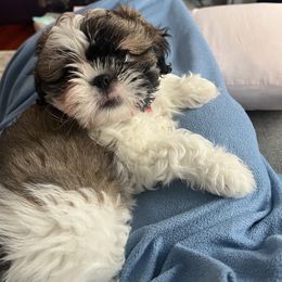 Shih Tzu Puppies from Precious to the world Shih Tzu’s