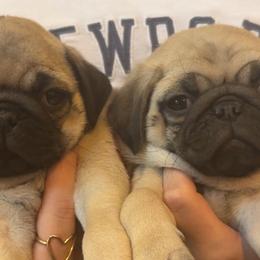 Pugs from Eva Schwartz