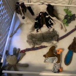 Silken Windhound Puppies from Oak Creek Silken Windhounds