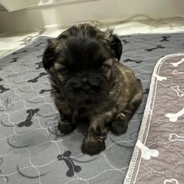 Care Bear - Black gold and white male Shih Tzu puppy in Mineola, Texas from RL Phillips Shihtzus