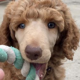 Poodles from Central Coast Standard Poodles