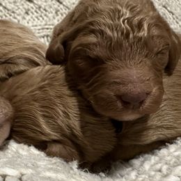 Goldendoodles, Old English Sheepdogs, Poodles, and Sheepadoodles from Finger Lakes Doodles