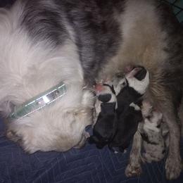 Australian Shepherd and Great Dane Puppies from AEW Farm