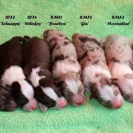 Australian Shepherd Puppies from RisingStar Australian Shepherds
