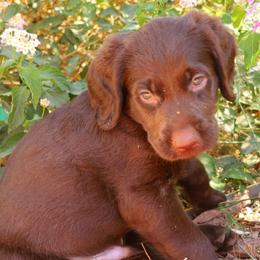 Snickers - Chocolate male Labradoodle puppy in Apache Junction, Arizona from Loving Doodle