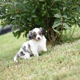 Cavalier King Charles Spaniel and Cavapoo Puppies from Lindsey’s Cavies