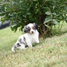 Cavalier King Charles Spaniel and Cavapoo Puppies from Lindsey’s Cavies