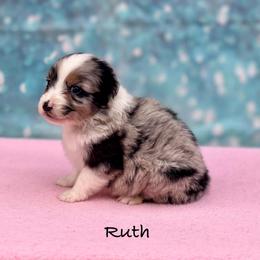 Ruth - Blue merle female Australian Shepherd puppy in Howardsville, Virginia from Spectacular Aussies and Cavaliers