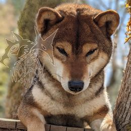 Misao - Shiba Inu