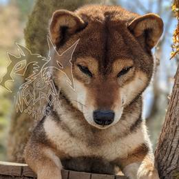 Misao - Shiba Inu