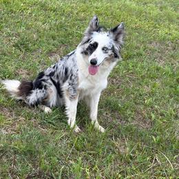 Pepper - Blue merle female Border Collie puppy in Chattanooga, Tennessee from Ross Vegas Kennels