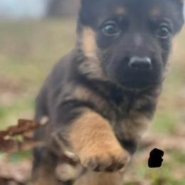 Black collar girl - Black and red female German Shepherd puppy in Worthington, Indiana from Aus Gerstbrei German Shepherds