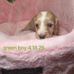 Green 2600 - Cream male Dachshund puppy in Bristol, Tennessee from It's Mini Wieners Baby