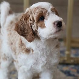 Goldendoodles from Elevated Goldendoodles