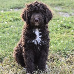 Bernedoodle and Poodle Puppies from Ohio Doodles N Poodles
