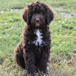 Bernedoodle and Poodle Puppies from Ohio Doodles N Poodles