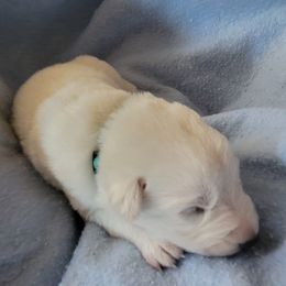 Teal - White male German Shepherd puppy in Pahrump, Nevada from Rayler Kennels